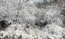 爆料下雪了的视频,下雪视频曝光，银装素裹美景如画”